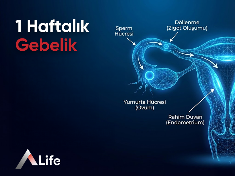 1 Haftalık Gebelik