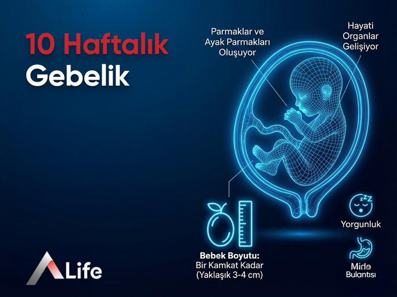 10 Haftalık Gebelik