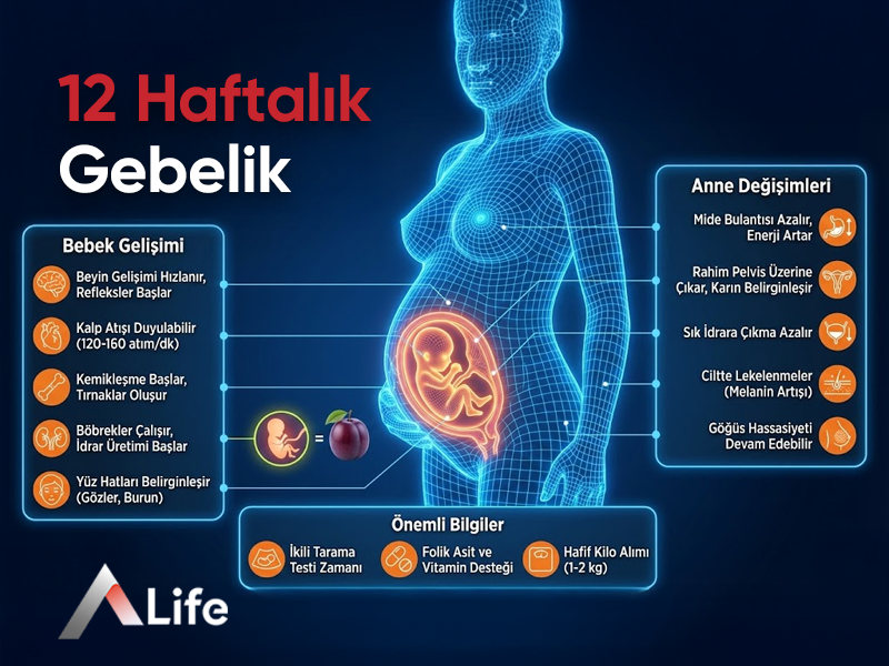 12 Haftalık Gebelik