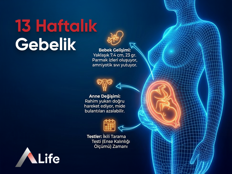 13 Haftalık Gebelik