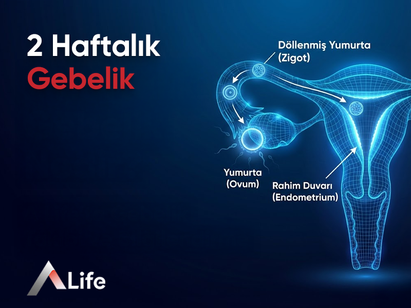 2 Haftalık Gebelik