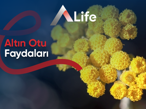 Altın Otu Faydaları