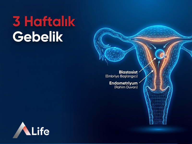 3 Haftalık Gebelik