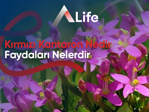 Kırmızı Kantaron Nedir? Faydaları Nelerdir?
