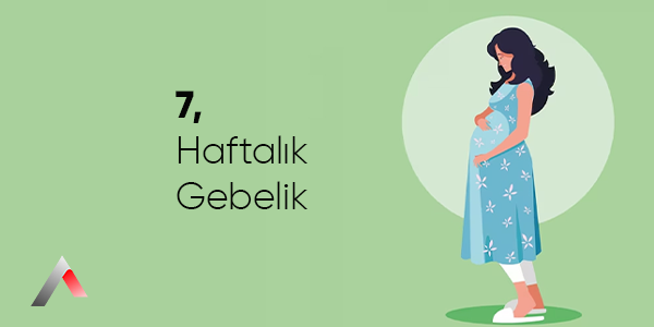 7_Haftal__k_Gebelik_9afdba6b.webp