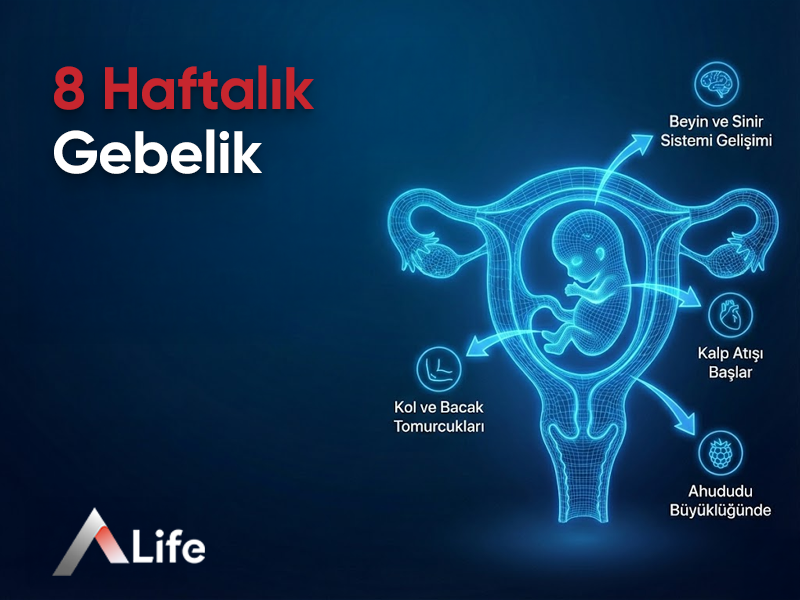 8 Haftalık Gebelik