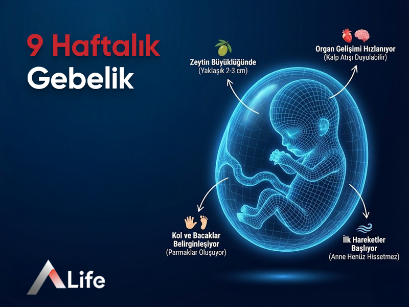 9 Haftalık Gebelik
