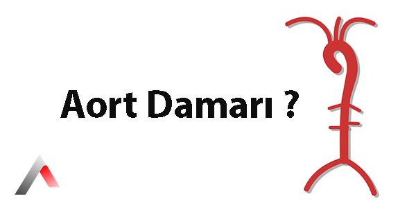 Aort_Damar___209f4bcd.webp