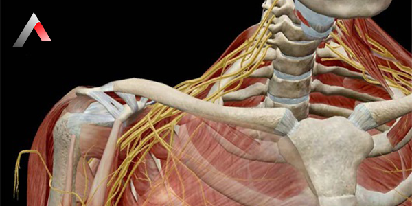 Brachial_Plexus_122fd72d.webp
