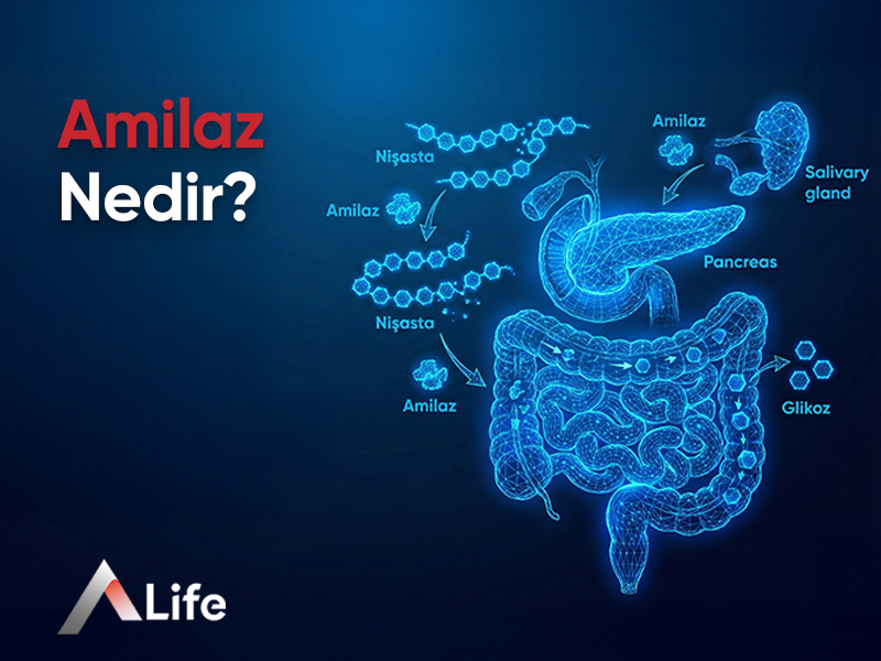 Amilaz Nedir?