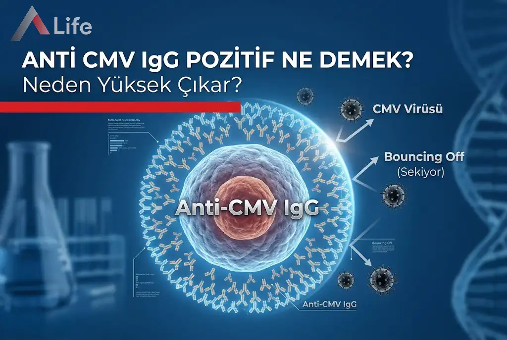 anti-cmv-Igg-pozitif-ne-demek-neden-yuksek-cikar-a-life-ankara_c35dd6ec.webp