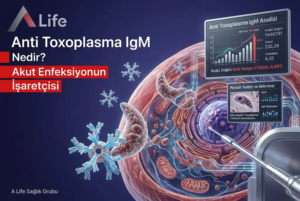 anti-toxoplasma-igm-nedir-akut-enfeksiyonun-isaretcisi-a-life-ankara_8c3480ba.webp