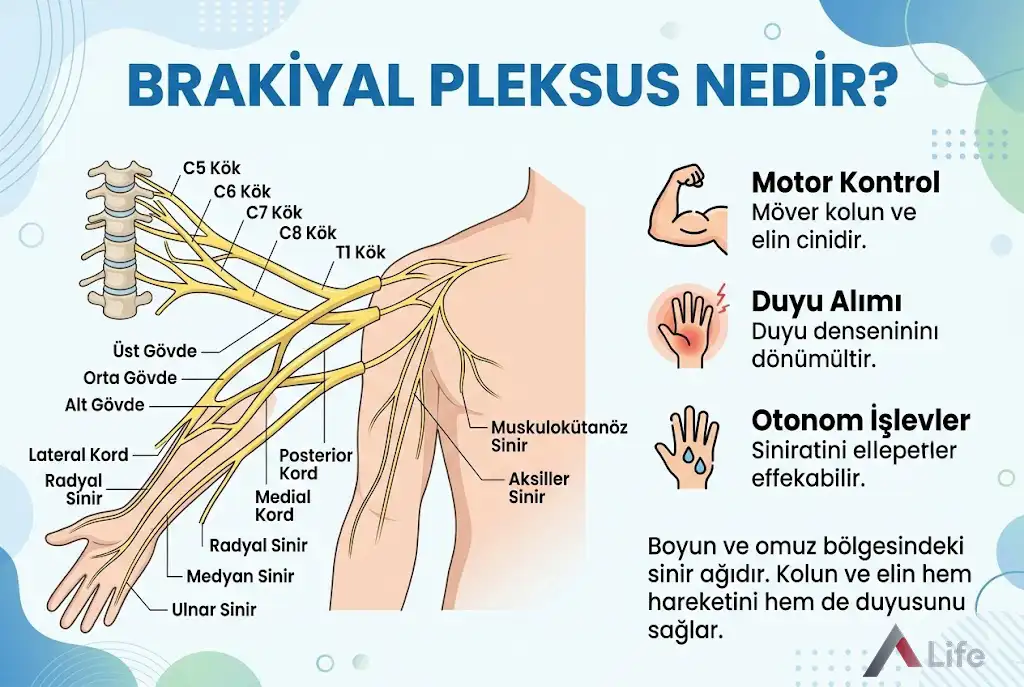 brakiyal-pleksus-nedir-a-life-ankara_53b3a620.webp