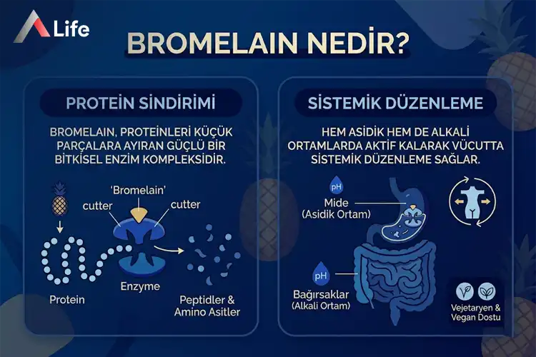 bromenlain-nedir_d3490e8d.webp