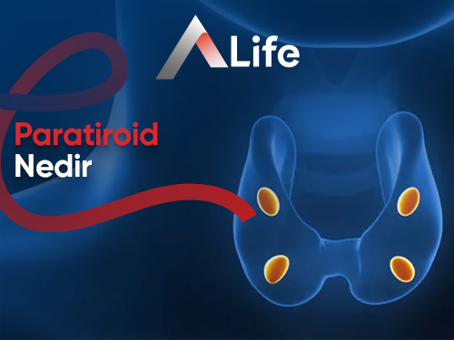 Paratiroid Nedir?