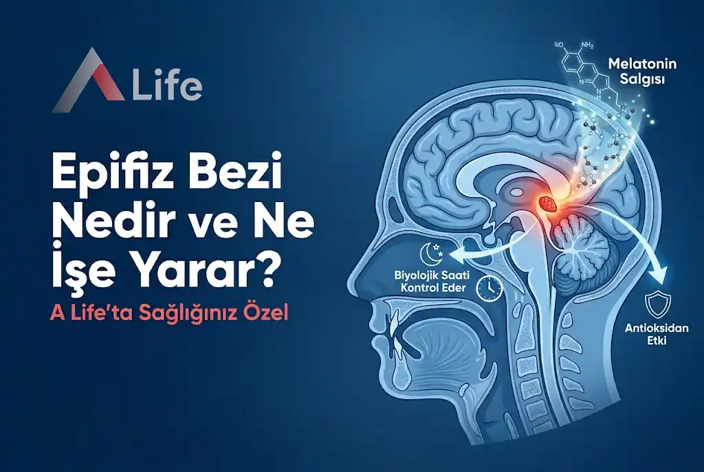 epifiz-bezi-nedir-ne-ise-yarar-a-life-ankara_e4087c7d.webp
