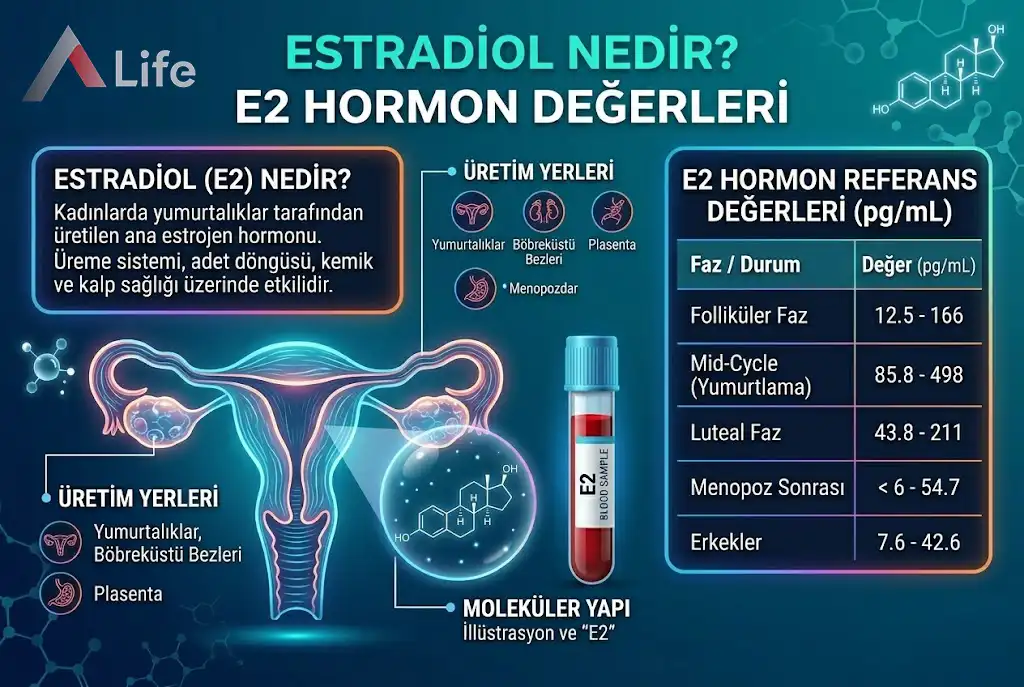 Estradiol Nedir? E2 Hormon Değerleri