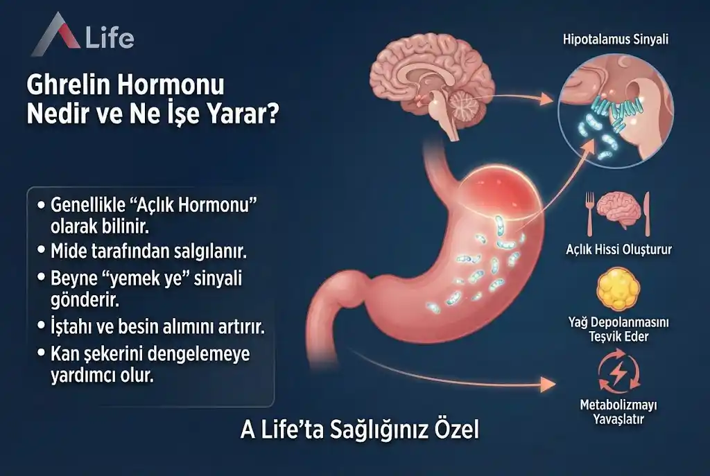 ghrelin-hormonu-aclik-hormonu-nedir-ne-ise-yarar-a-life-ankara_a8edb543.webp
