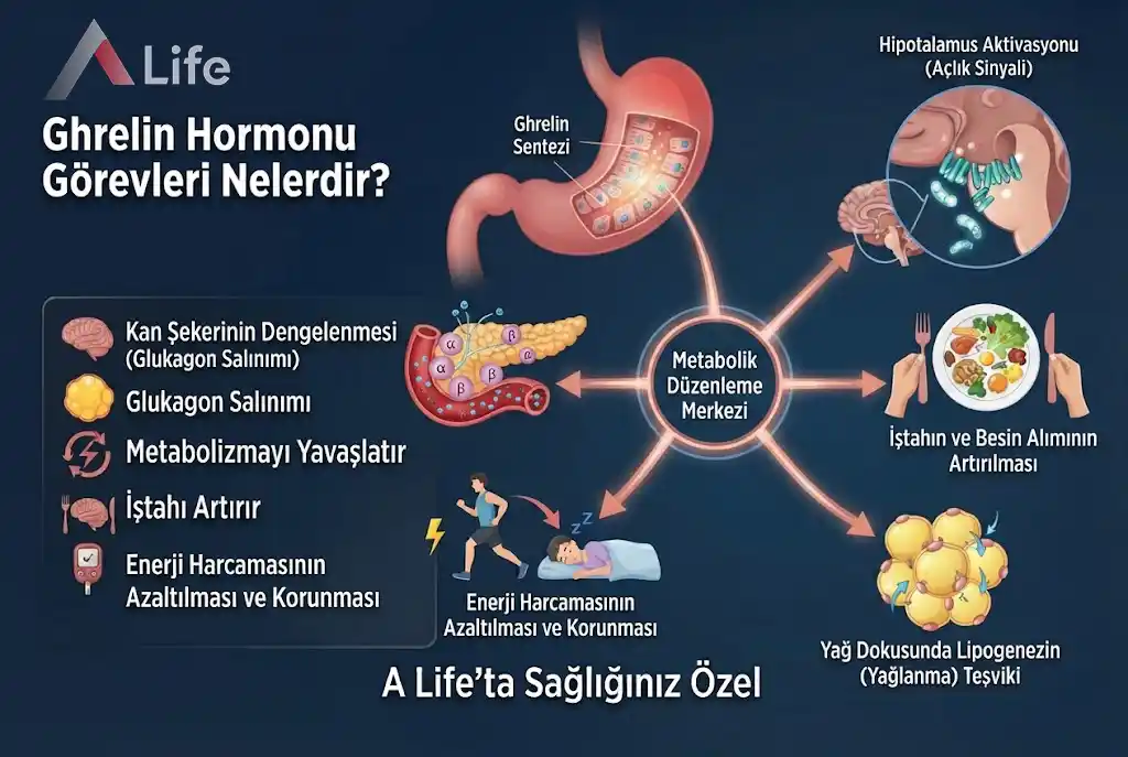 ghrelin-hormonu-gorevleri-nelerdir-a-life-ankara_d031c4db.webp