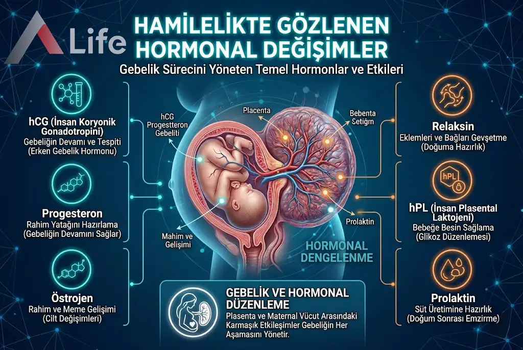 Hamilelikte Gözlenen Hormonal Değişimler