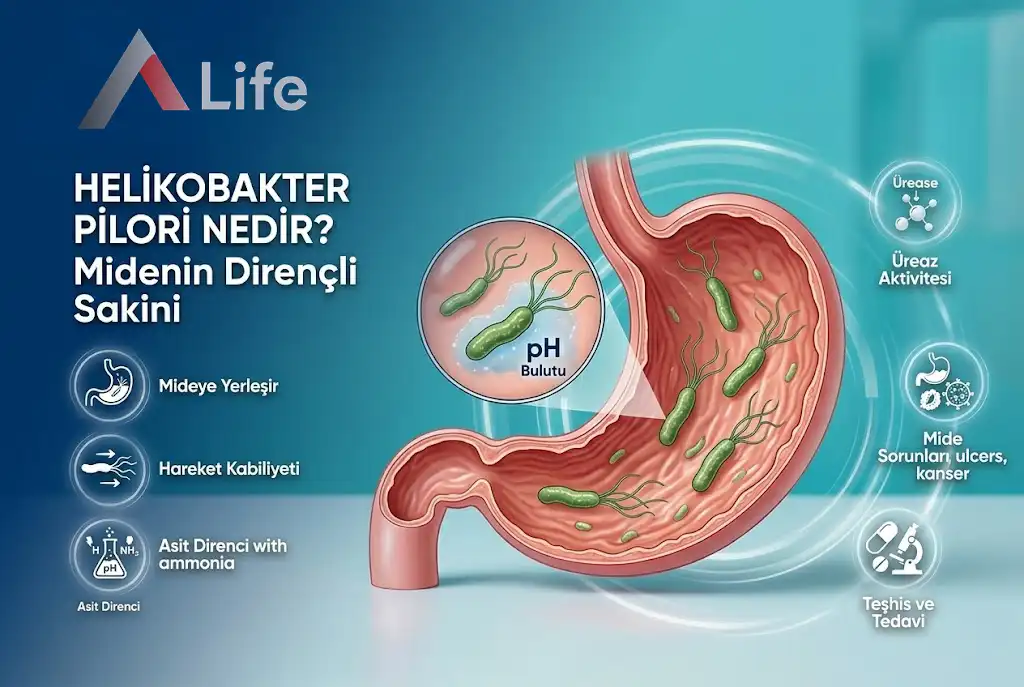 helikobakter-pilori-nedir-a-life-ankara_746d2acf.webp