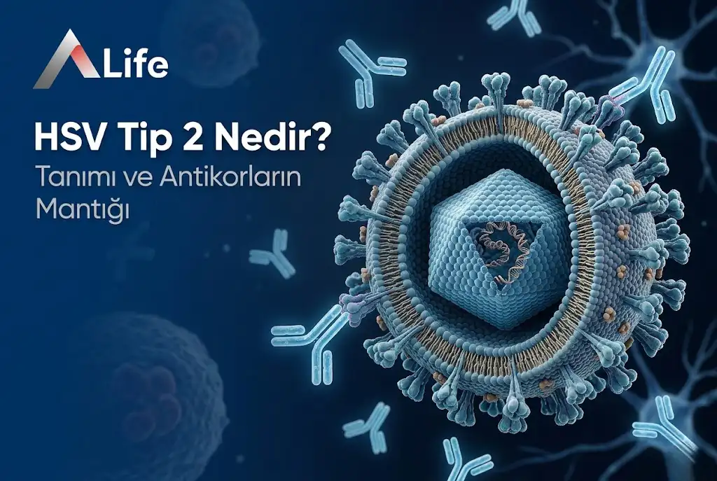 hsv-tip-2-nedir-genital-ucuk-virus-a-life-ankara_eedc70b1.webp