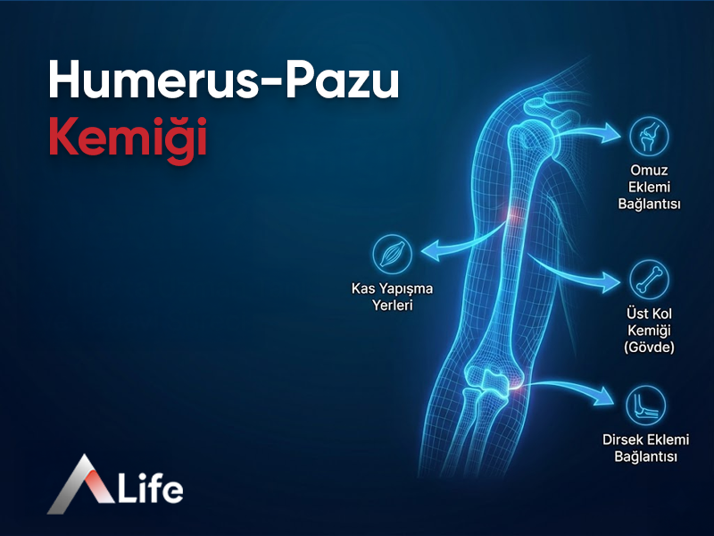 Humerus-Pazu Kemiği