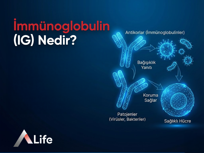 İmmünoglobulin (IG) Nedir? Ne İşe Yarar?