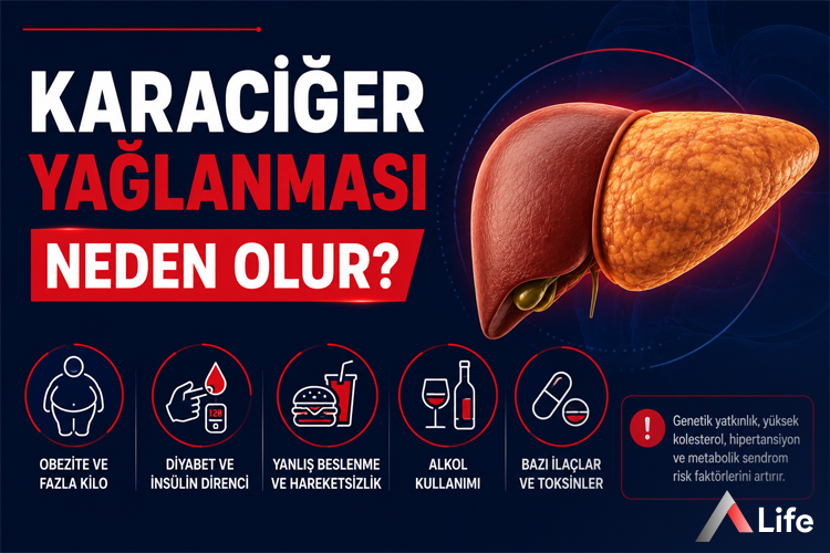 karaciger-yaglanmasi-neden-olur_281101e1.webp