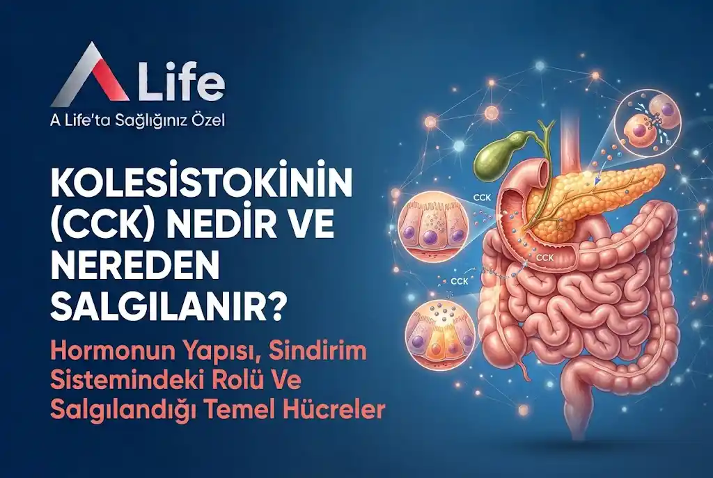 kolesistokinin-cck-nedir-nereden-salgilanir-a-life-ankara_c80d3183.webp