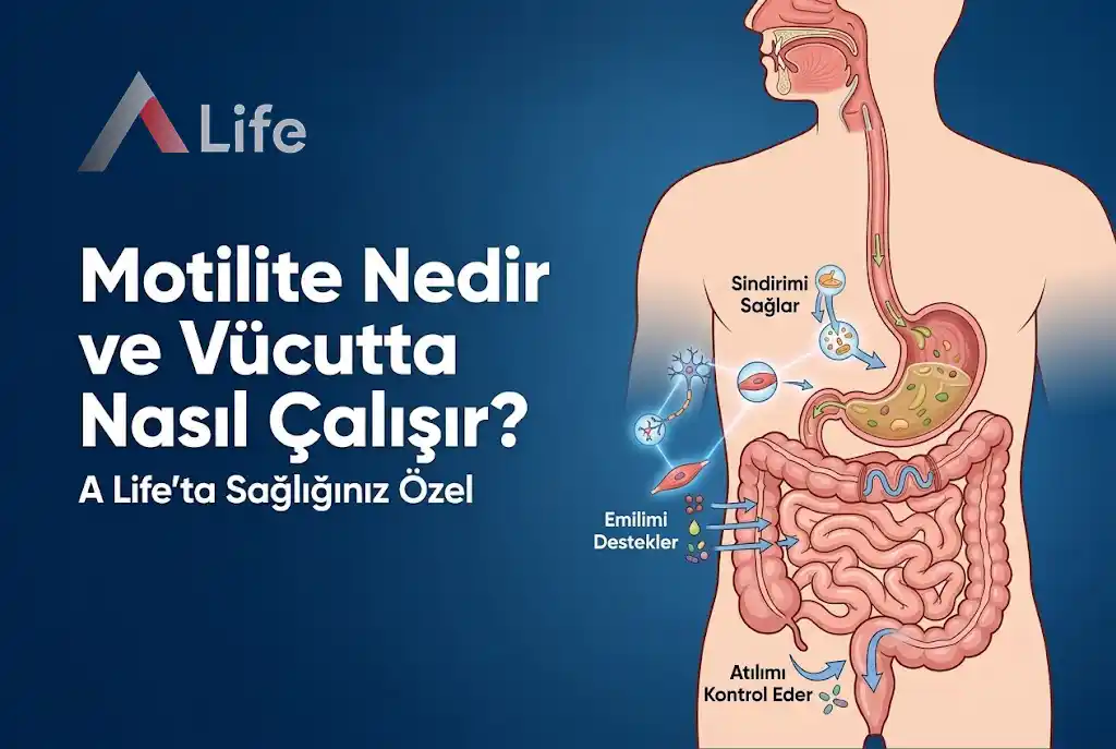 motilite-nedir-vucutta-nasil-calisir-a-life-ankara_34553d69.webp