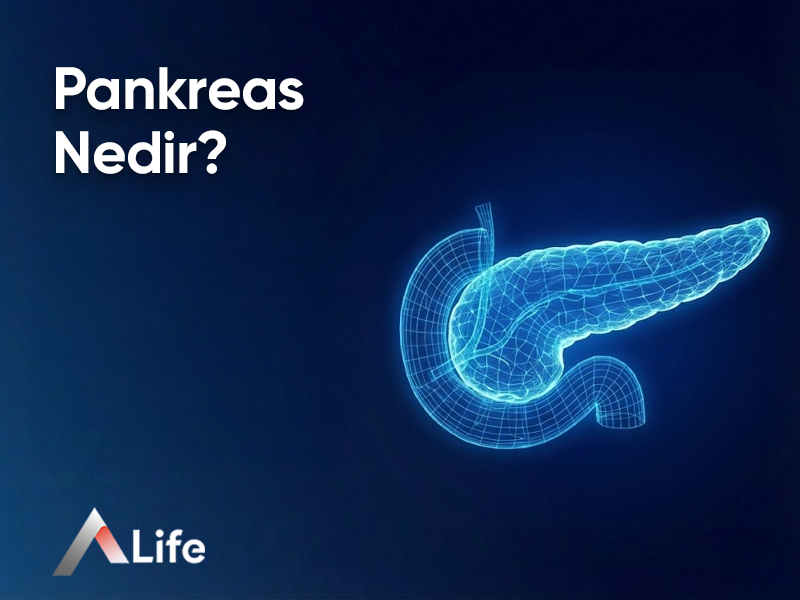 Pankreas