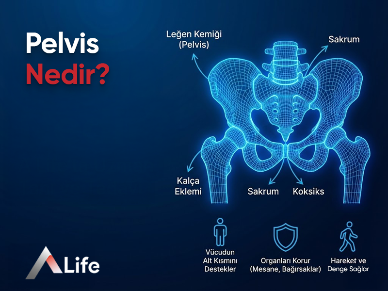 Pelvis Nedir?