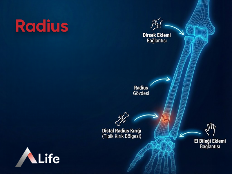 Radius