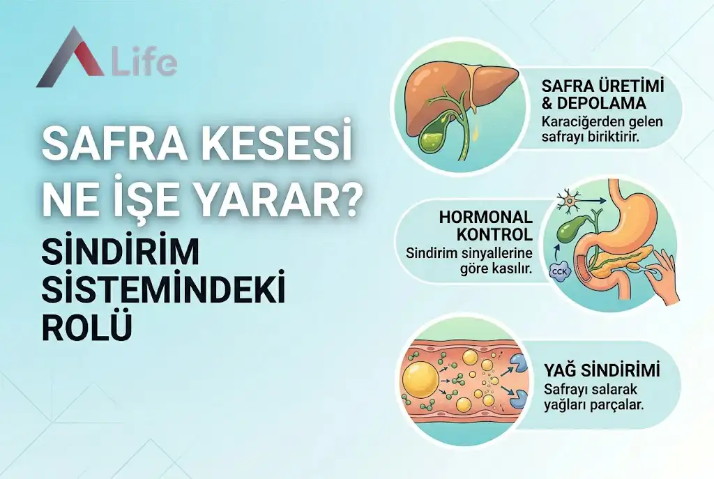 safra-kesesi-ne-ise-yarar-a-life-ankara_3d2e595a.webp
