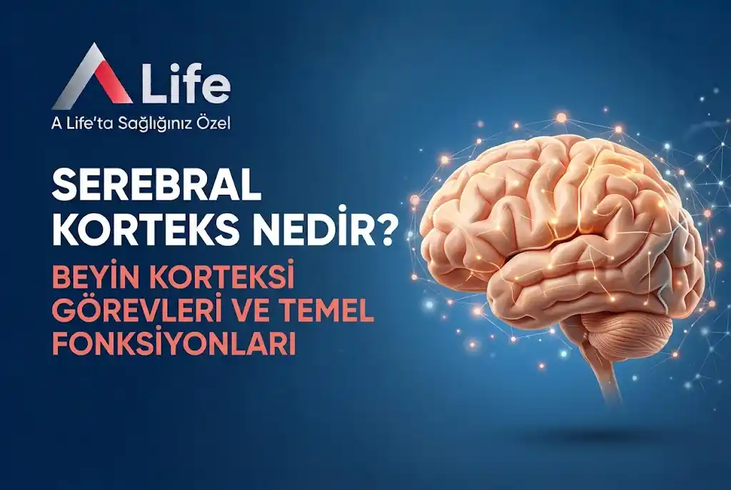 serebral-korteks-nedir-a-life-ankara_579fecad.webp