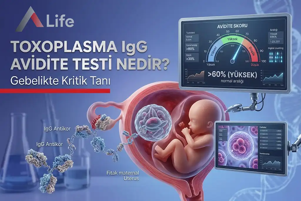 toxoplasma-__gg-avidite-testi-nedir-gebelikte-kritik-tani-a-life-ankara_051451b0.webp