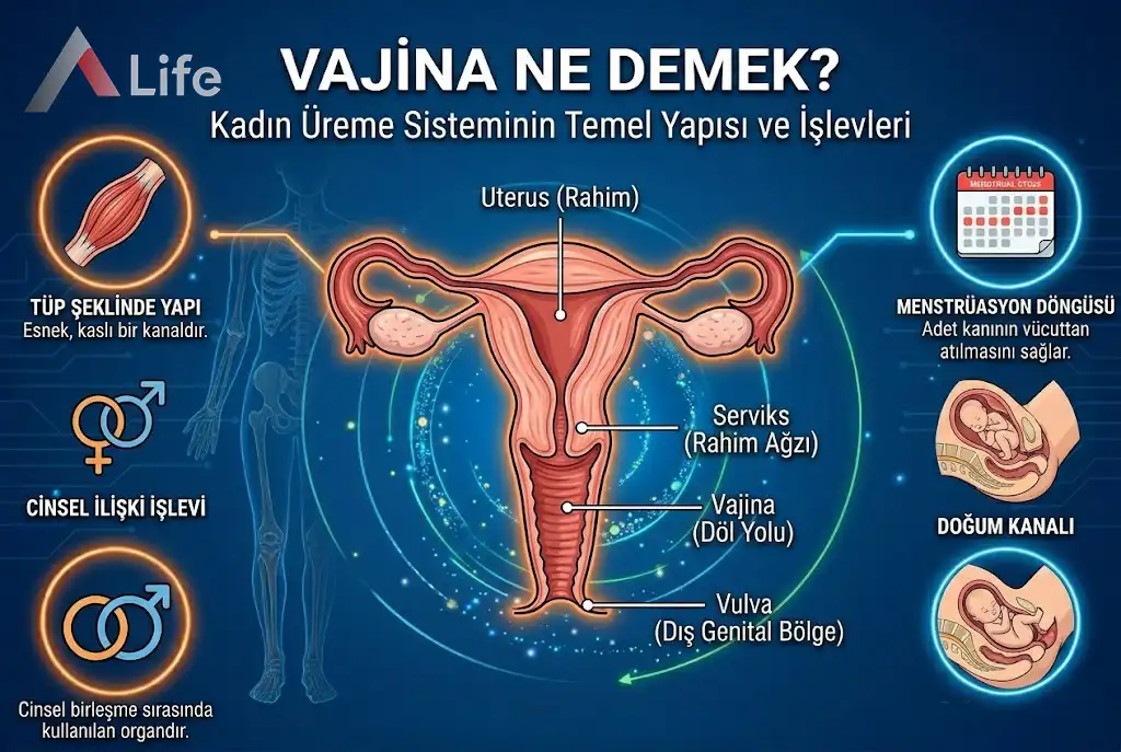 Vajina Ne Demek?